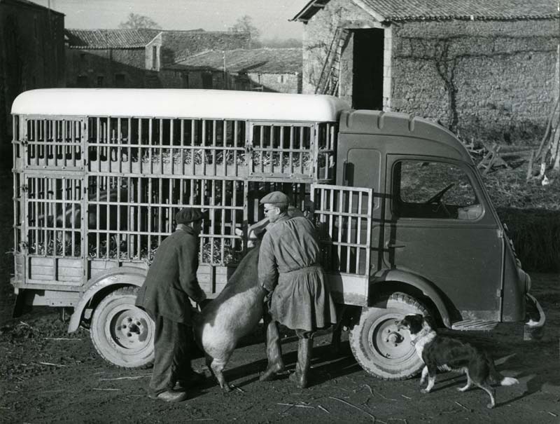 Le transport des animaux....tous à vos bétaillères ! - Page 2 Renaul10