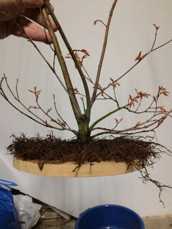 Acer palmatum yamamomiji. Evolución desde plantón - Página 3 56966210