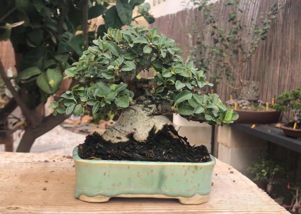 Primeros pasos de un Ficus tamaño shohin - Página 2 Blogto10