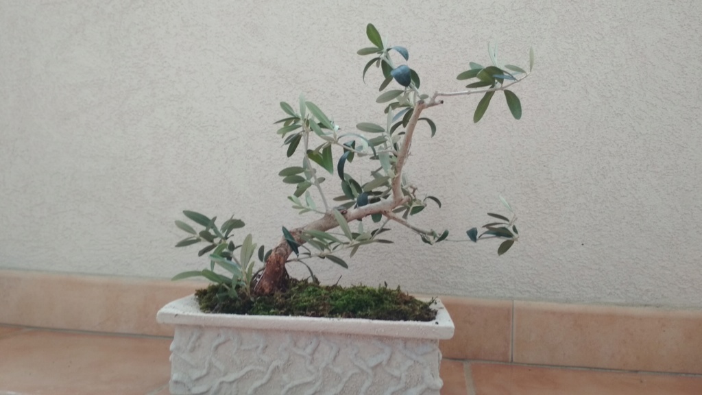 Consigli prebonsai  Img_2022