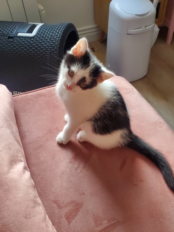 Filou ( exTofu )né le 20 mars 2022 20220513