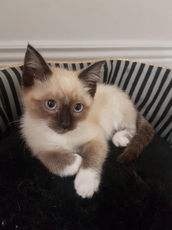 Socquette née en mai 2021 23944110