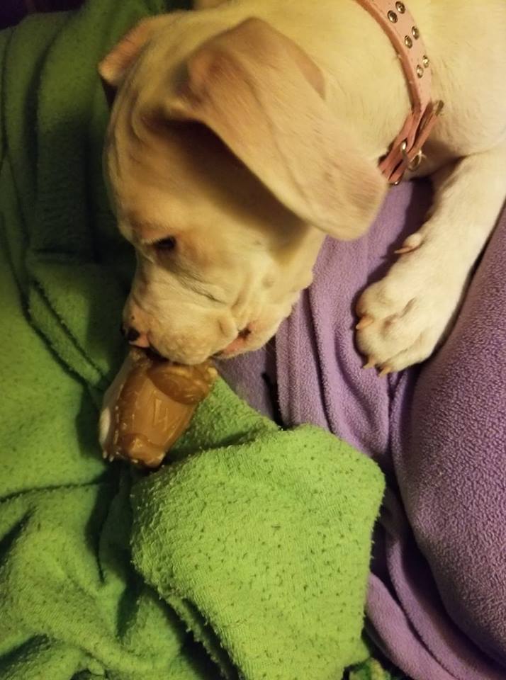 Elsa enjoying her chew toy 50899910