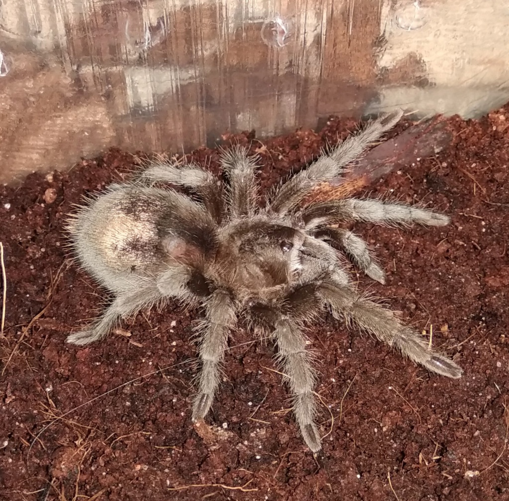 Вопрос по состоянию здоровья Grammostola pulchripes.  Img_2010