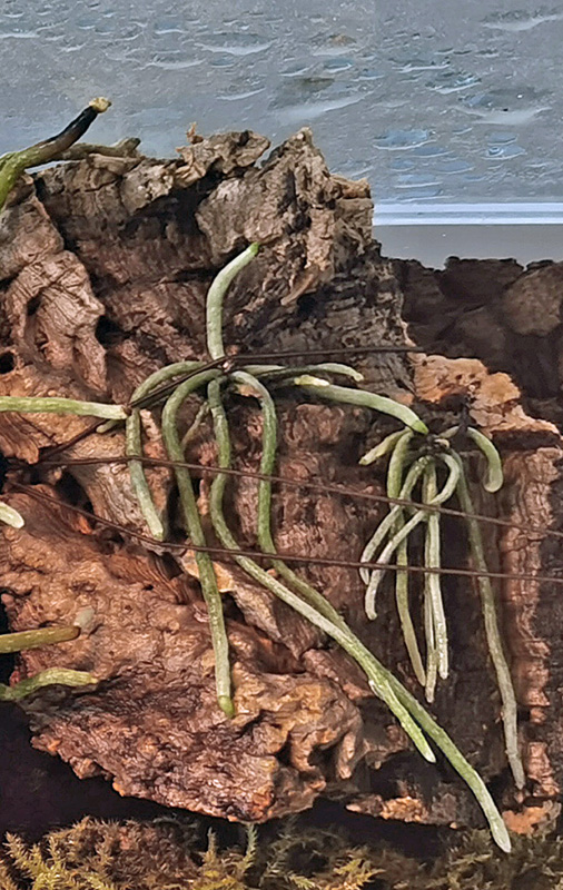 Dendrophylax 07052110
