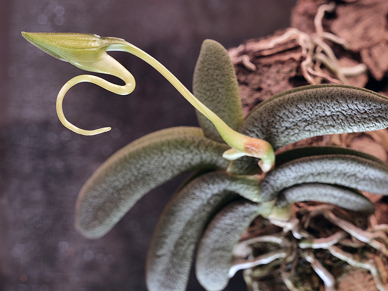 Angraecum aloifolium 16_03_10