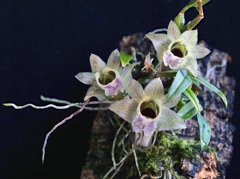 Dendrobium hekouense - Seite 2 2020-050