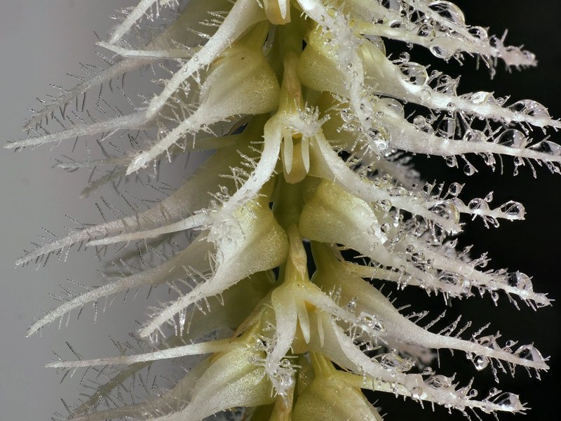 Makroaufnahmen von Miniaturorchideen - Seite 4 2021-112