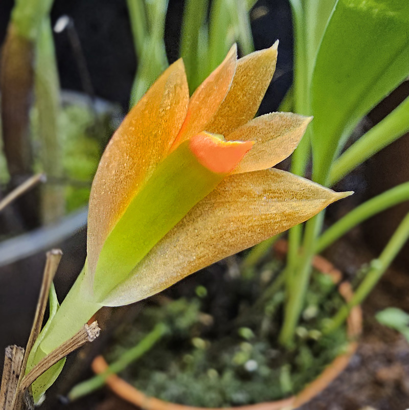 Dendrobium pentapterum x vexillarius red. 20231013