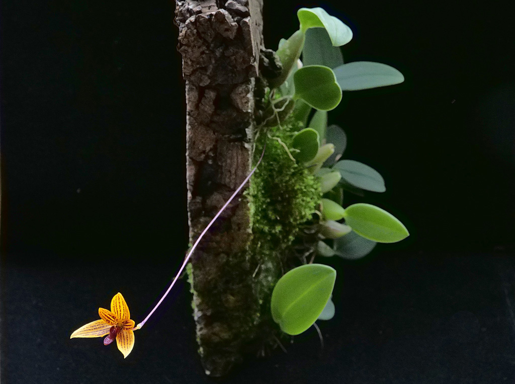 Miniatur-Orchideen Teil 5 - Seite 7 _1002814
