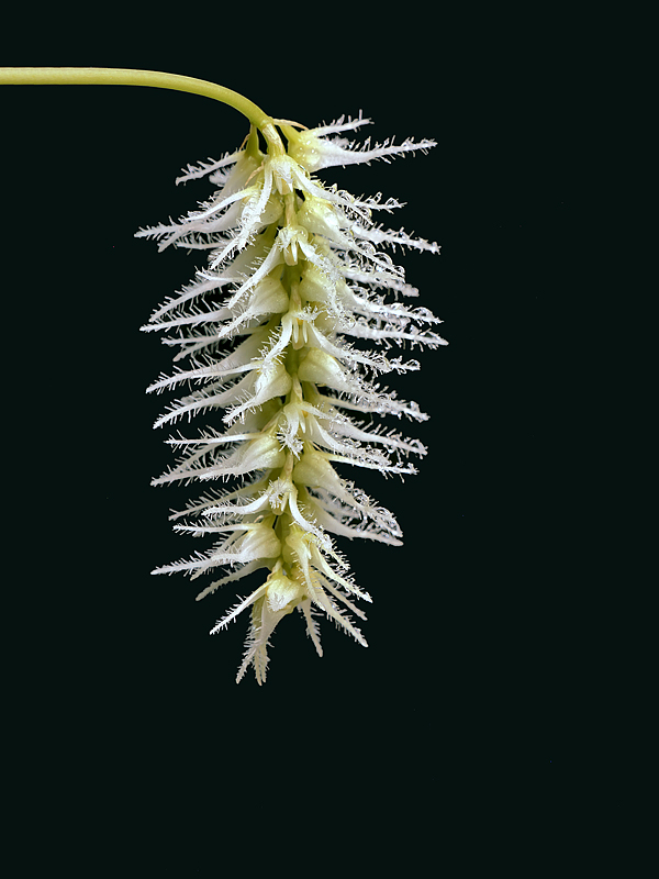 Makroaufnahmen von Miniaturorchideen - Seite 4 _1014110