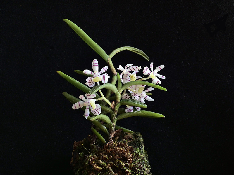 Miniatur-Orchideen Teil 5 - Seite 40 _103018