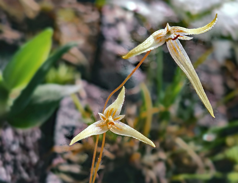 Bulbophyllum mindorense Bulbop13