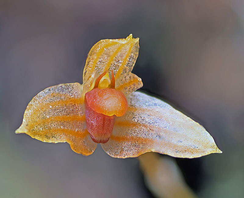 Bulbophyllum moniliforme Bulbop16