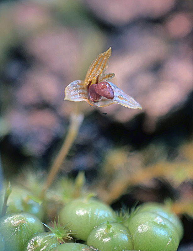 Bulbophyllum moniliforme Bulbop17