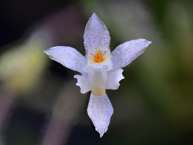 Makroaufnahmen von Miniaturorchideen Capane10