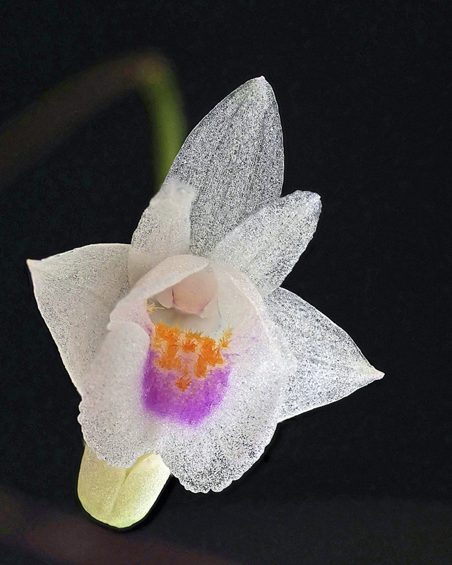 Conchidium (Eria) extinctorium Consch12