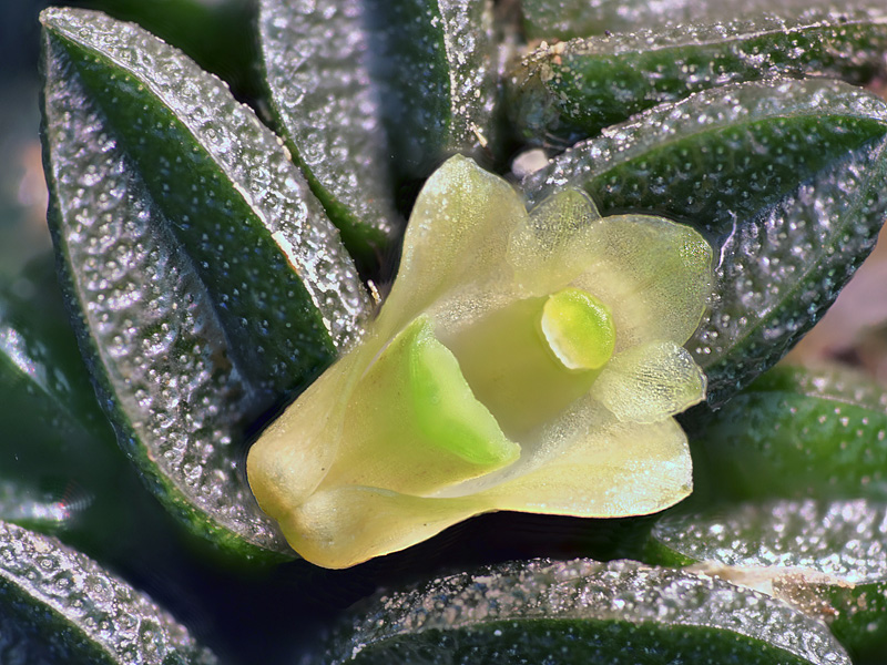 Makroaufnahmen von Miniaturorchideen - Seite 3 Dend_t13