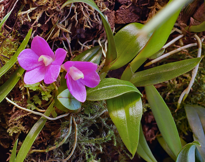 Miniatur-Orchideen Teil 6 Dendro38