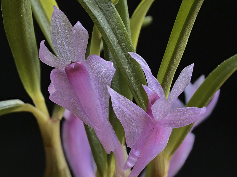 Dendrobium seranicum Dendro45