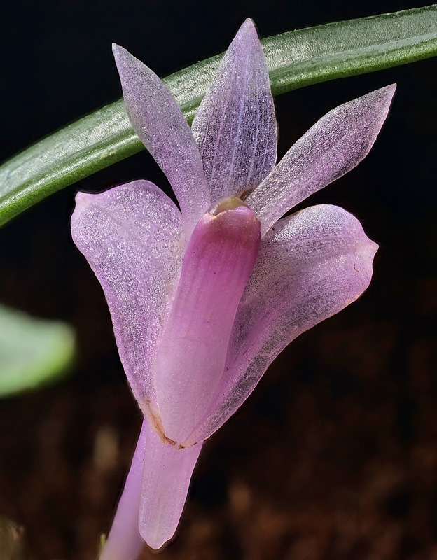 Dendrobium seranicum Dendro46