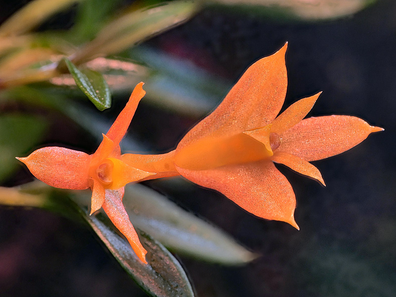 Dendrobium subacaule Dendro47