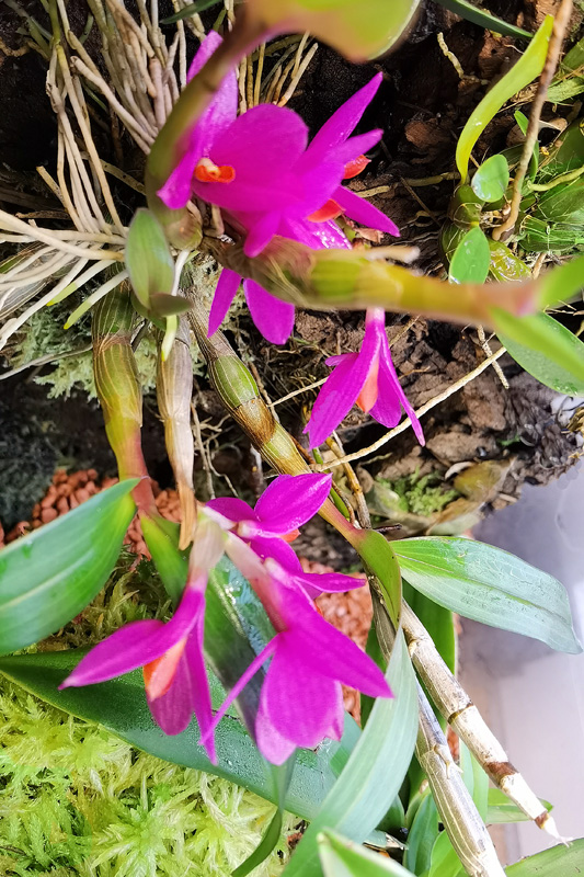 Dendrobium laevifolium Dendro55
