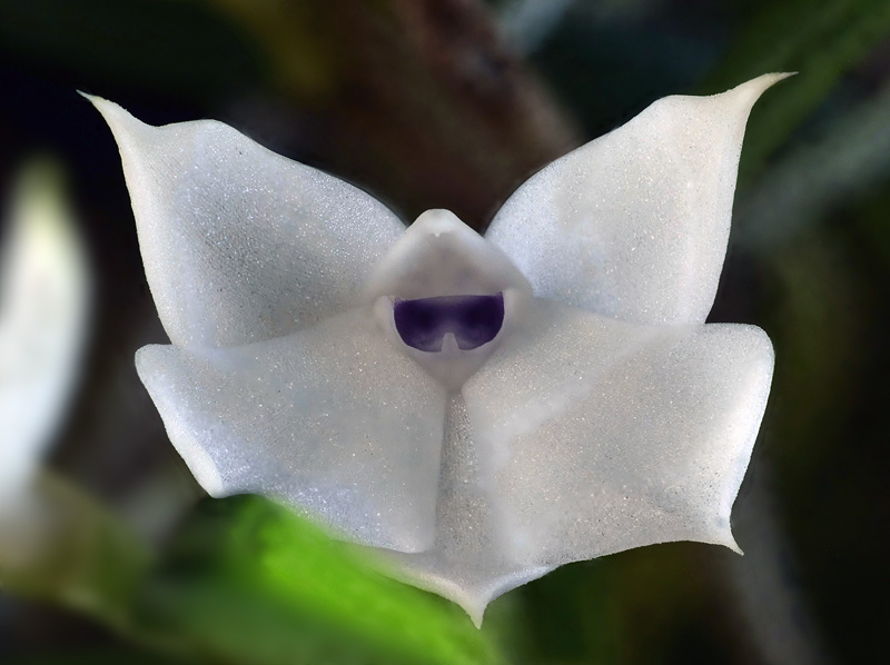 Dendrobium subuliferum Dendro61
