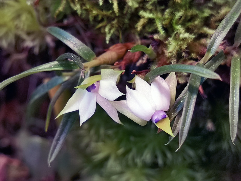 Dendrobium cyanocentrum Dendro62