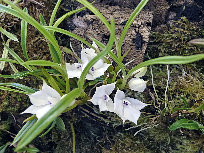 Dendrobium subuliferum Dendro67