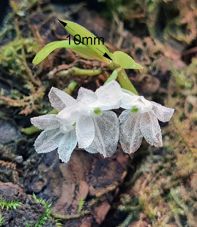 Hymenorchis javanica Hymeno14