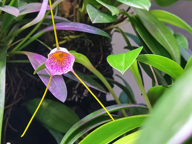 Miniatur-Orchideen Teil 6 - Seite 8 Img_2019