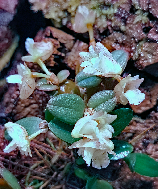 Dendrobium pachyphyllum Img_2039