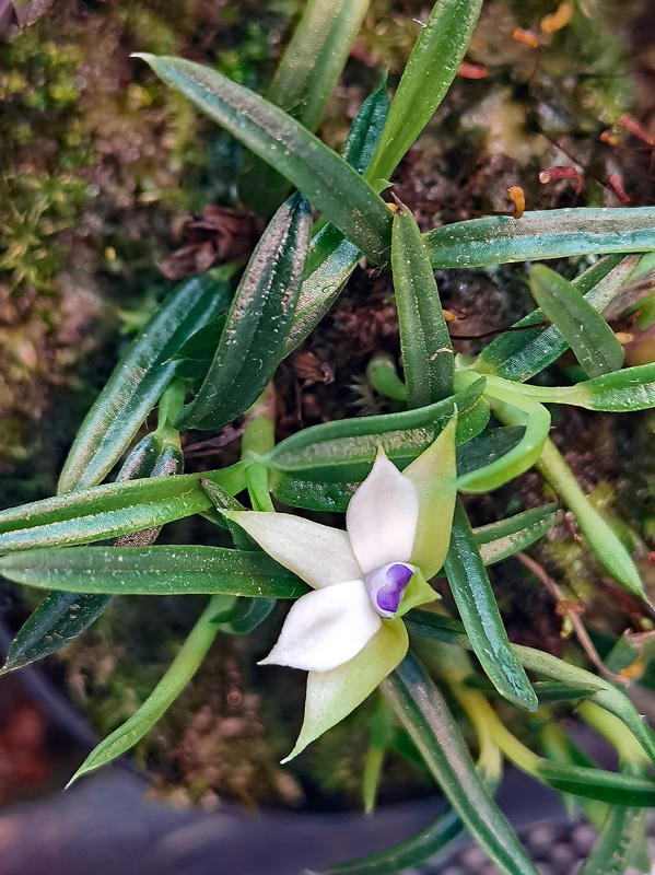 Dendrobium cyanocentrum Img_2114
