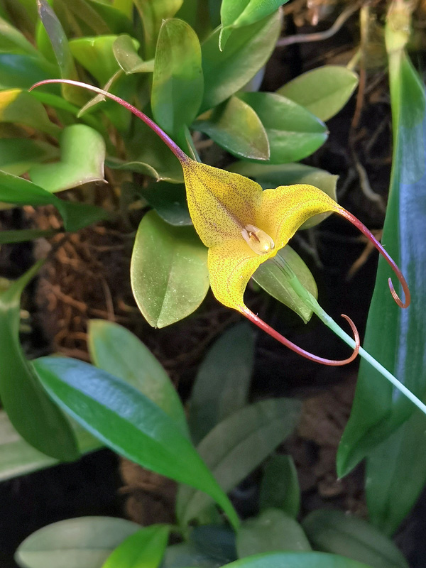 Masdevallia triangularis Img_2225