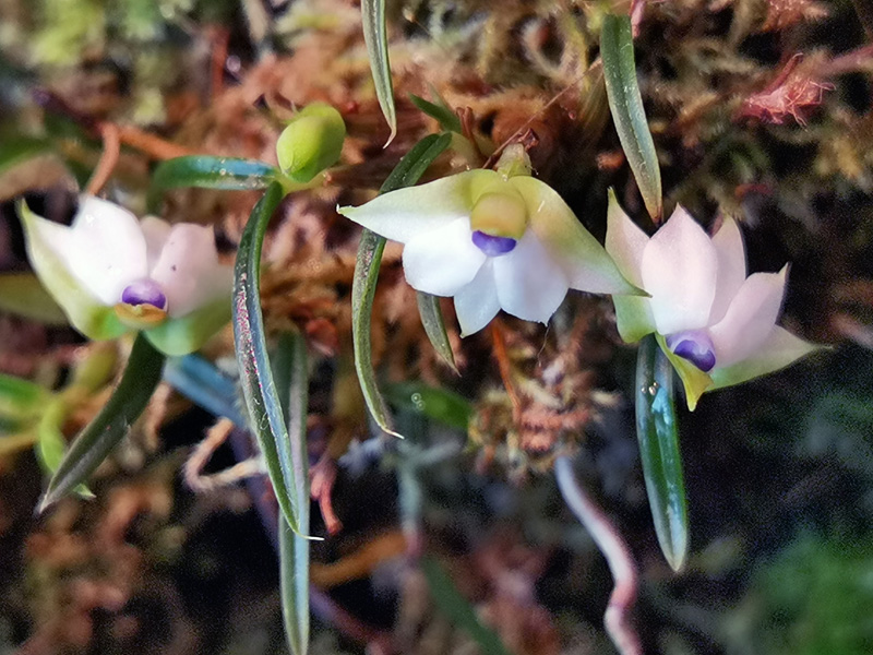 Dendrobium cyanocentrum Img_2242