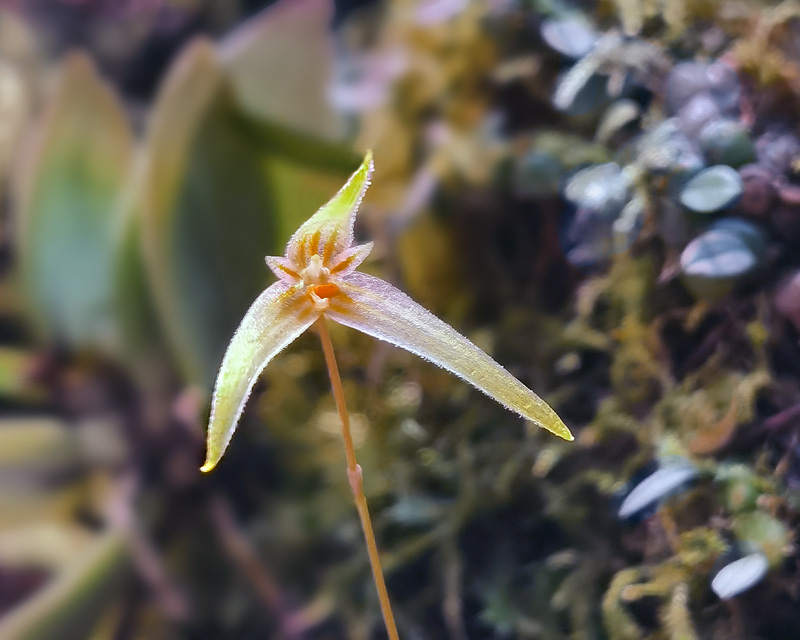 Bulbophyllum mindorense Img_2311