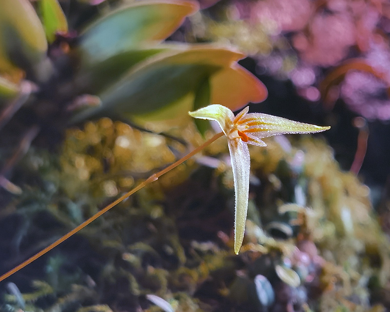 Bulbophyllum mindorense Img_2312