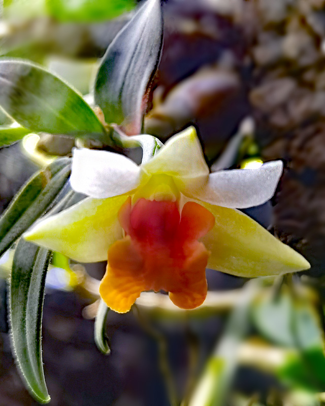 Dendrobium bellatulum - Seite 2 Img_2395