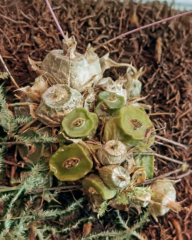 Conchidium (Eria) extinctorium Img_2448
