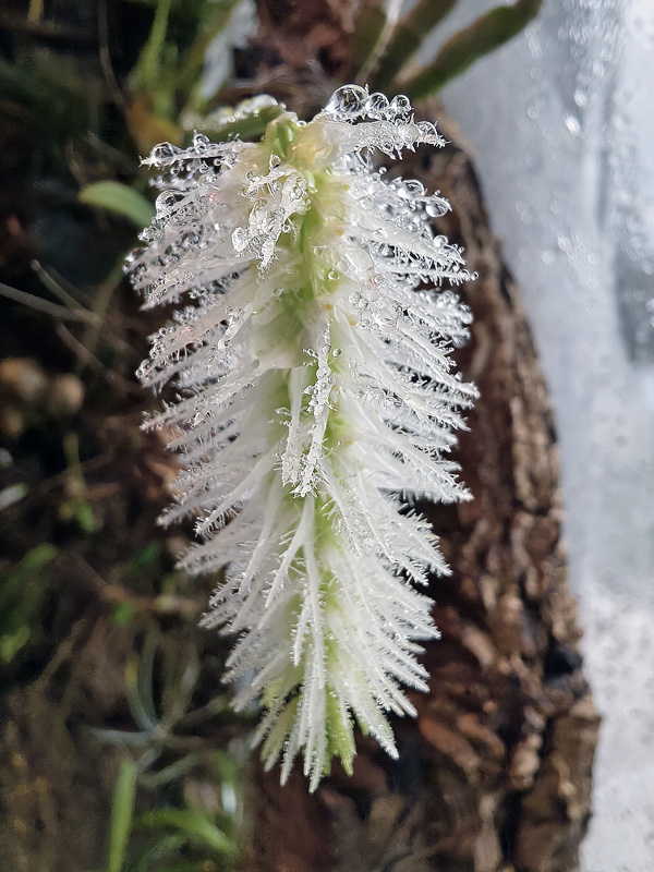 Bulbophyllum comosum Img_2483