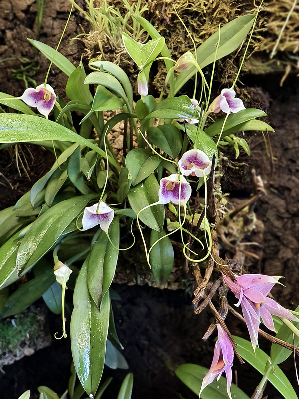 Masdevallia exquisita Img_2585