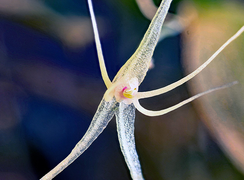 Lepanthes filamentosa Lepan113