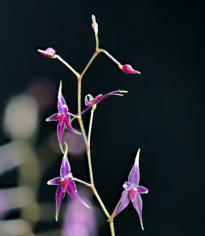 Lepanthopsis astrophora Lepan146