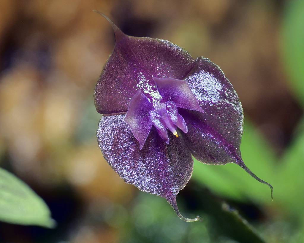 Miniatur-Orchideen Teil 5 - Seite 6 Lepant18