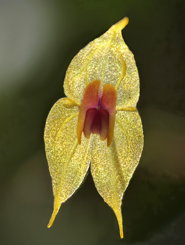 Lepanthes guatemalensis Lepant74