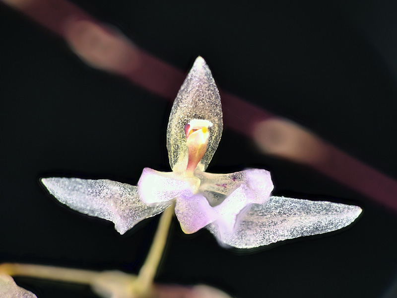 Makroaufnahmen von Miniaturorchideen Macroc20