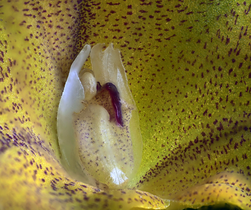 Masdevallia triangularis Masdev25