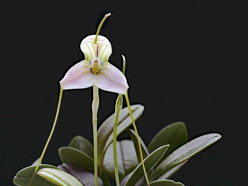 Masdevallia xanthina ssp pallida  Masdev26