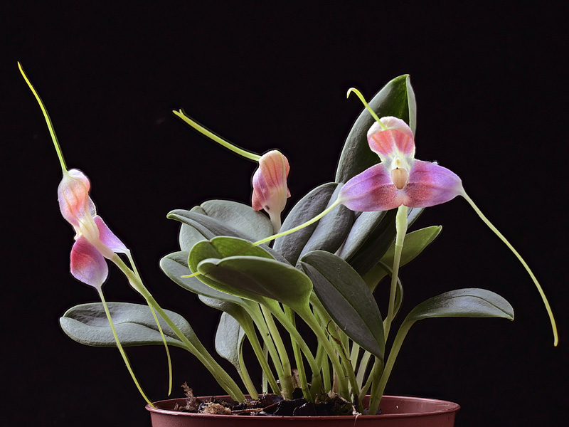 Masdevallia xanthina ssp pallida  Masdev27